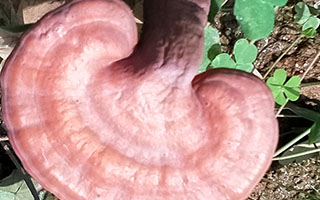 前列腺囊肿可不可以吃灵芝孢子粉.
